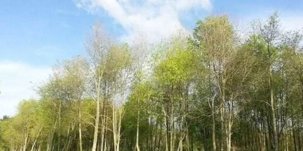 সুগন্ধীর উৎস আগর গাছ চাষ করে সফল বন বিভাগ